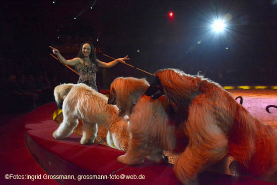 Joulia Tchakanova zeigt Lamas und afrikanische Windhunde in der Manege (©Foto:Ingrid Grossmann)